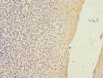 SLC23A2 Antibody in Immunohistochemistry (Paraffin) (IHC (P))