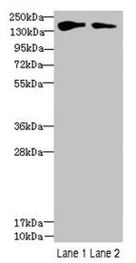 FYCO1 Antibody in Western Blot (WB)