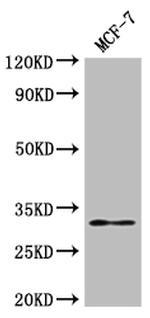 RSPH9 Antibody in Western Blot (WB)