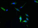 TTYH1 Antibody in Immunocytochemistry (ICC/IF)