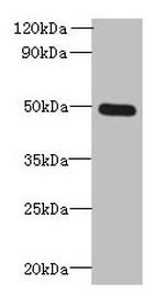 TTYH1 Antibody in Western Blot (WB)