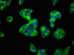 SEMA4B Antibody in Immunocytochemistry (ICC/IF)