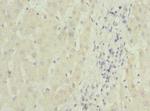 MTCH1 Antibody in Immunohistochemistry (Paraffin) (IHC (P))