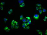 SEMA5B Antibody in Immunocytochemistry (ICC/IF)