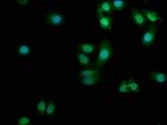 PDCL3 Antibody in Immunocytochemistry (ICC/IF)