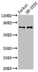 RAVER2 Antibody in Western Blot (WB)