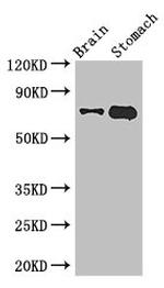 EXD2 Antibody in Western Blot (WB)