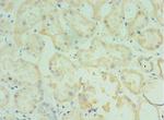 TMOD3 Antibody in Immunohistochemistry (Paraffin) (IHC (P))