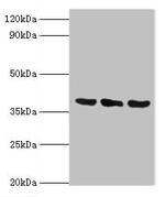 TMOD3 Antibody in Western Blot (WB)