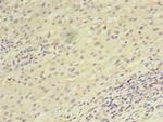 UTP23 Antibody in Immunohistochemistry (Paraffin) (IHC (P))