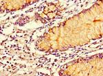 SMOC1 Antibody in Immunohistochemistry (Paraffin) (IHC (P))