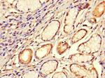 SMOC1 Antibody in Immunohistochemistry (Paraffin) (IHC (P))