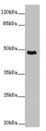 SMOC1 Antibody in Western Blot (WB)