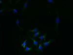 REEP4 Antibody in Immunocytochemistry (ICC/IF)