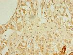 REEP4 Antibody in Immunohistochemistry (Paraffin) (IHC (P))