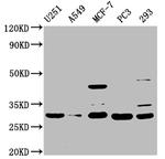 REEP4 Antibody in Western Blot (WB)