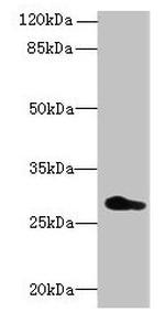 REEP4 Antibody in Western Blot (WB)