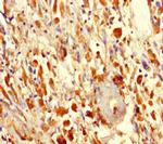 F1142 Antibody in Immunohistochemistry (Paraffin) (IHC (P))