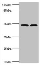 F1142 Antibody in Western Blot (WB)