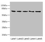 PLK3 Antibody in Western Blot (WB)