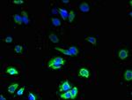 ZDHC3 Antibody in Immunocytochemistry (ICC/IF)