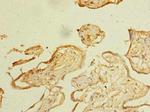 ZDHC3 Antibody in Immunohistochemistry (Paraffin) (IHC (P))