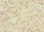 CHRNA9 Antibody in Immunohistochemistry (Paraffin) (IHC (P))