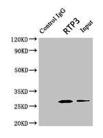 Rtp3 Antibody in Immunoprecipitation (IP)