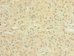 NDFIP1 Antibody in Immunohistochemistry (Paraffin) (IHC (P))