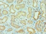 BRD9 Antibody in Immunohistochemistry (Paraffin) (IHC (P))