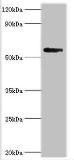 BRD9 Antibody in Western Blot (WB)