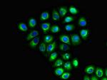 SLC6A13 Antibody in Immunocytochemistry (ICC/IF)