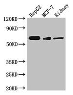 VANGL2 Antibody in Western Blot (WB)