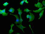 WWC3 Antibody in Immunocytochemistry (ICC/IF)