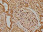 WWC3 Antibody in Immunohistochemistry (Paraffin) (IHC (P))