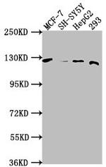 WWC3 Antibody in Western Blot (WB)