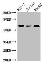 SHOC2 Antibody in Western Blot (WB)