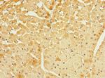 FBXO4 Antibody in Immunohistochemistry (Paraffin) (IHC (P))