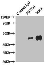 FBXO4 Antibody in Immunoprecipitation (IP)