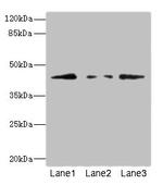 FBXO4 Antibody in Western Blot (WB)