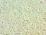 SERPINA10 Antibody in Immunohistochemistry (Paraffin) (IHC (P))