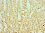 SERPINA10 Antibody in Immunohistochemistry (Paraffin) (IHC (P))