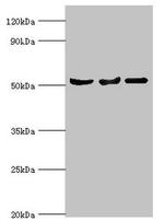 SERPINA10 Antibody in Western Blot (WB)