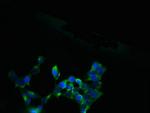 SLC13A4 Antibody in Immunocytochemistry (ICC/IF)