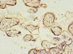 SLC13A4 Antibody in Immunohistochemistry (Paraffin) (IHC (P))