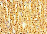 DIMT1 Antibody in Immunohistochemistry (Paraffin) (IHC (P))