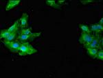 GAB2 Antibody in Immunocytochemistry (ICC/IF)