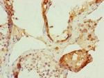 FBXL5 Antibody in Immunohistochemistry (Paraffin) (IHC (P))