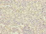 FBXL5 Antibody in Immunohistochemistry (Paraffin) (IHC (P))