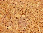 PACSIN3 Antibody in Immunohistochemistry (Paraffin) (IHC (P))